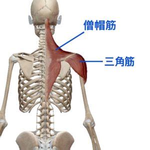 立甲|立甲ができる人とできない人の違い。立甲と前鋸筋の関係。 